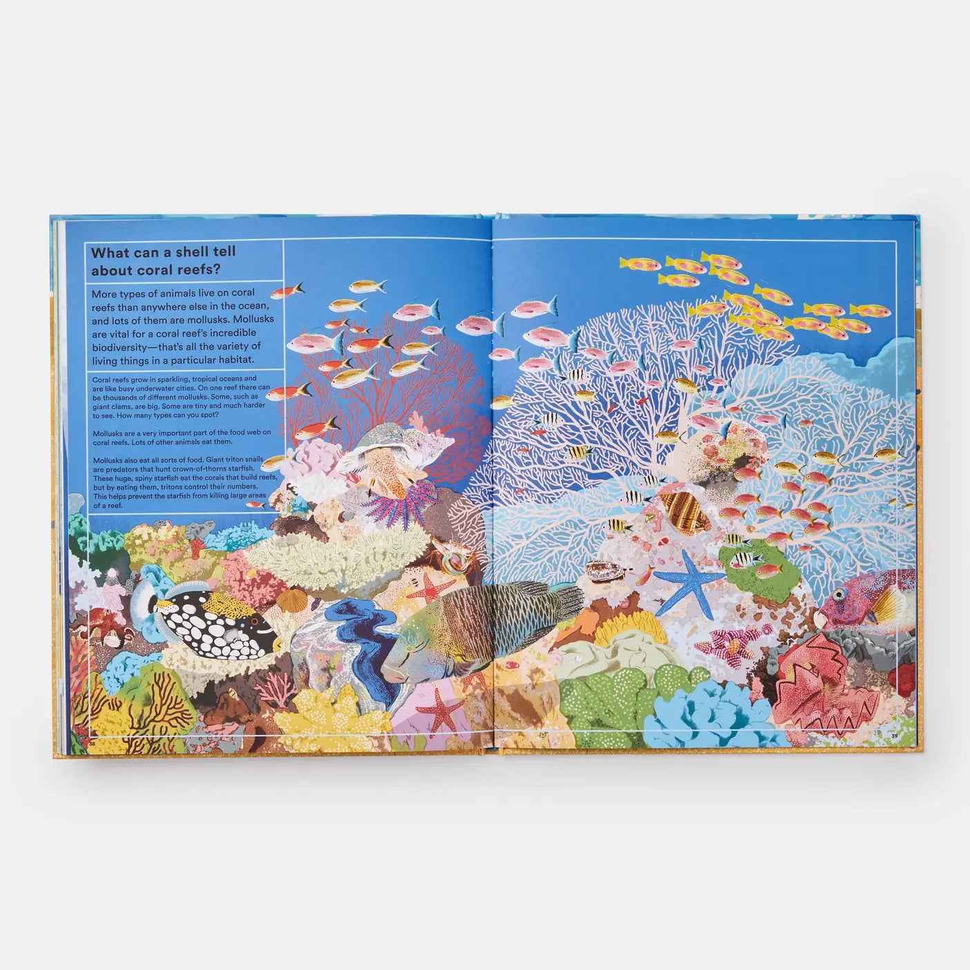 Phaidon - What A Shell Can Tell