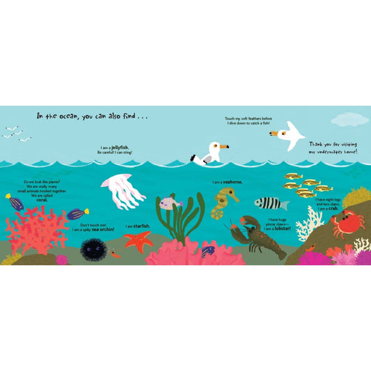 Touch and Explore: The Ocean