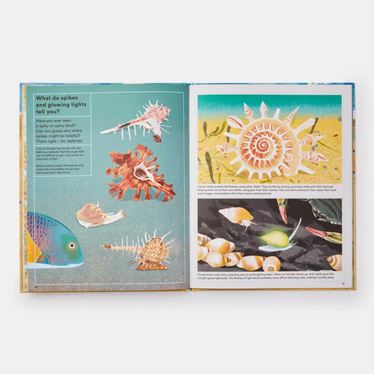 Phaidon - What A Shell Can Tell