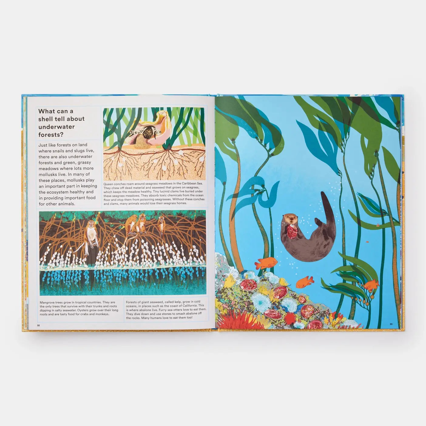 Phaidon - What A Shell Can Tell