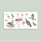 Paige Tate & Co. - Our Big Book of Animals (Baby Board Book)