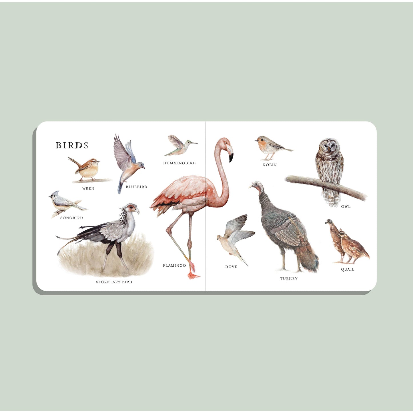 Paige Tate & Co. - Our Big Book of Animals (Baby Board Book)