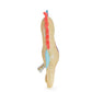 Marco the Unicorn Seahorse